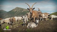 La vita al pascolo in Val di Fiemme