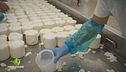 La produzione del formaggio squacquerone