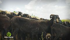 Sapori di tradizione