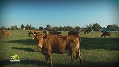 Custodi di tradizioni reggiane