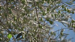 L'impianto intensivo di ulivi