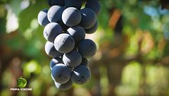 La cantina di San Patrignano