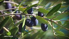 La produzione dell'olio extravergine di oliva