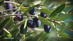 La produzione dell'olio extravergine di oliva