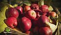 La raccolta delle mele