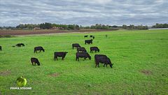 Le vacche Angus Aberdeen