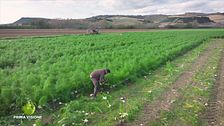 Gli ortaggi della piana di Tarquinia