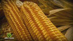 Il mais spinato di Gandino