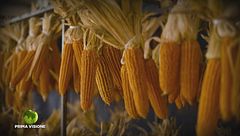 La lavorazione delle pannocchie