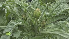 Puntata del 12 gennaio