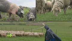 Puntata del 19 gennaio