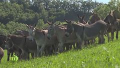 Puntata del 26 gennaio