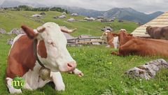 Puntata del 3 agosto