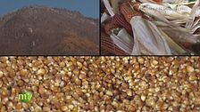 La coltivazione del grano di Storo