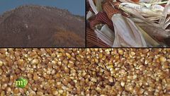 La coltivazione del grano di Storo