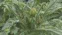 Carciofi liguri