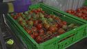Dalla green-house al confezionamento