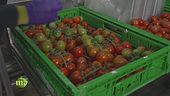 Dalla green-house al confezionamento