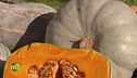 Cucurbita