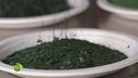 L'alga spirulina