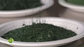 L'alga spirulina