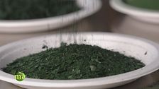 L'alga spirulina