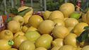 Mondo limoni