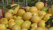 Mondo limoni
