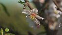 Inventare i fiori a Maccarese