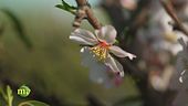 Inventare i fiori a Maccarese