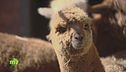 Allevamento di Alpaca