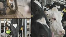 Il pasto delle vacche