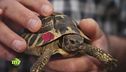 Le testuggini terrestri dell'oasi di Maccarese