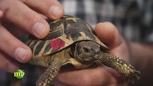 Le testuggini terrestri dell'oasi di Maccarese