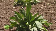 La genziana