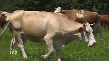 La transumanza