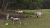 Allevamento e agricoltura nel parco di San Rossore