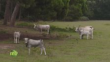 Allevamento e agricoltura nel parco di San Rossore