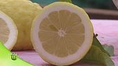 Il limone di Amalfi