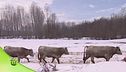 La bovina piemontese