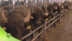 Puntata del 26 ottobre - Prima parte