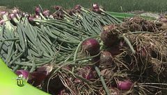 Puntata del 16 novembre - Prima parte