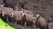 La pecora Rosset