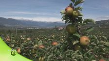 La pianta del melo
