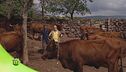 L'agricoltura sarda