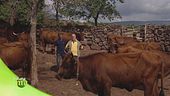 L'agricoltura sarda