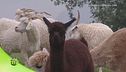 Alpaca d'Italia