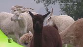 Alpaca d'Italia