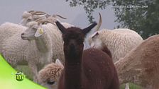 Alpaca d'Italia