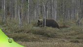 Finlandia da scoprire
